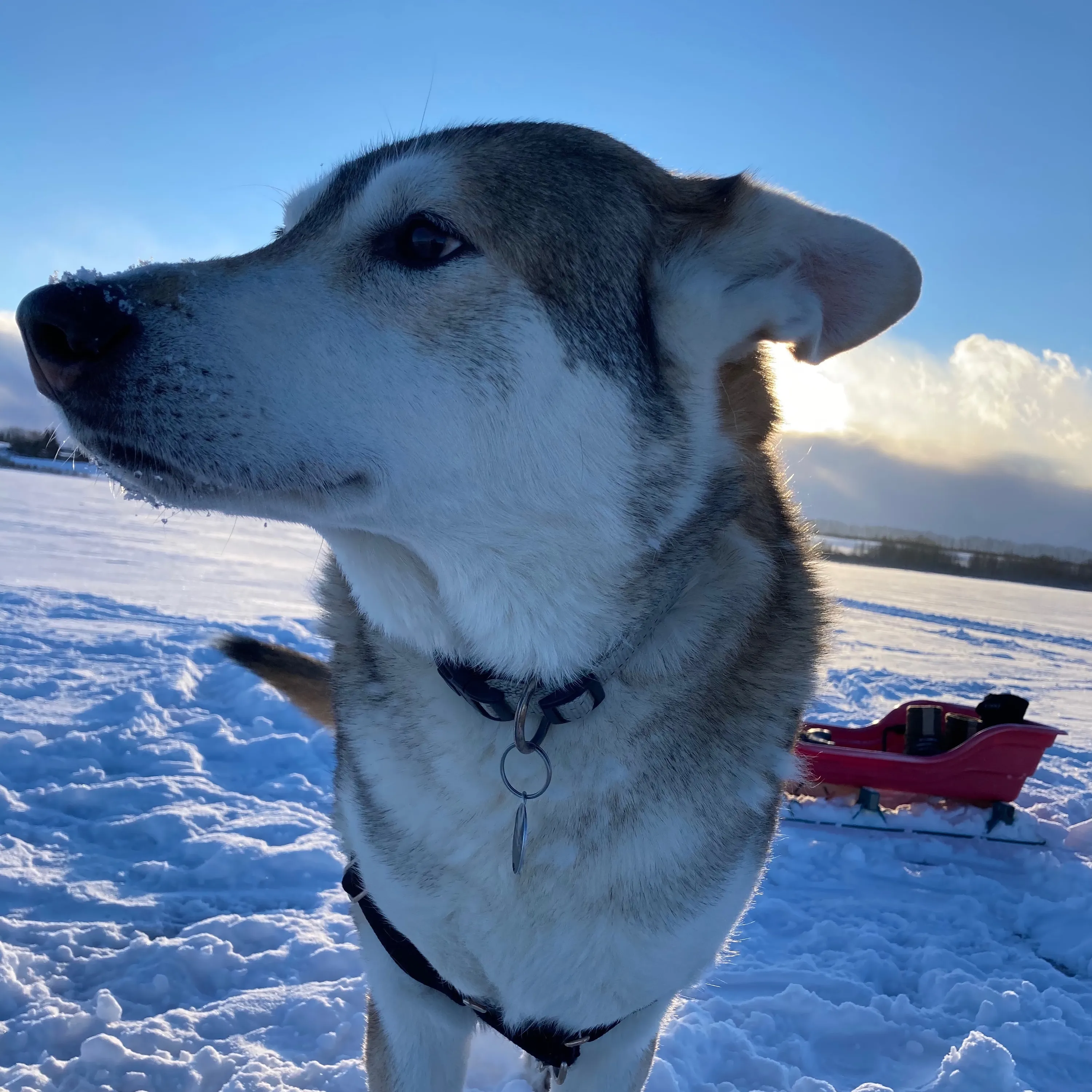 A husky dog on a frozen lake in the winter